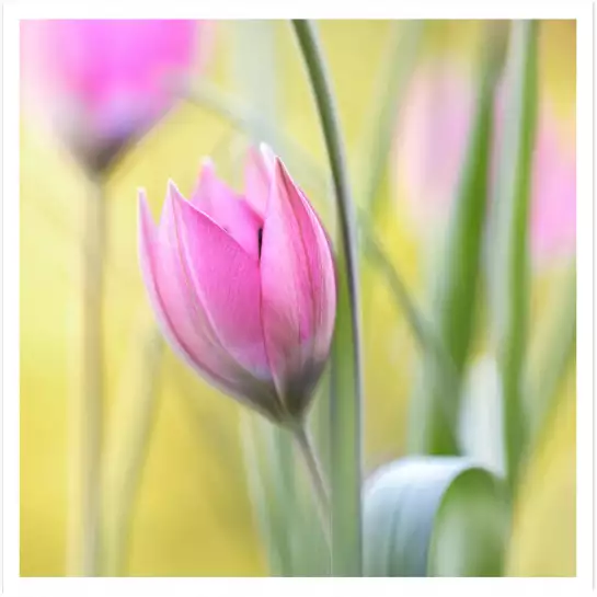 Tulipe et printemps - tableau de fleurs