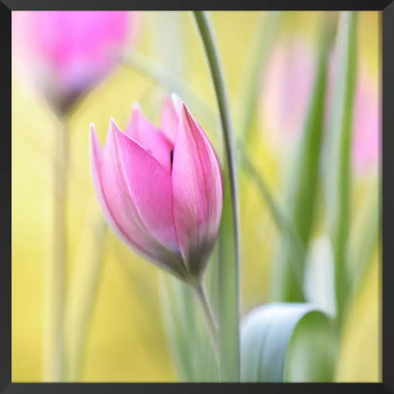 Tulipe et printemps - tableau de fleurs