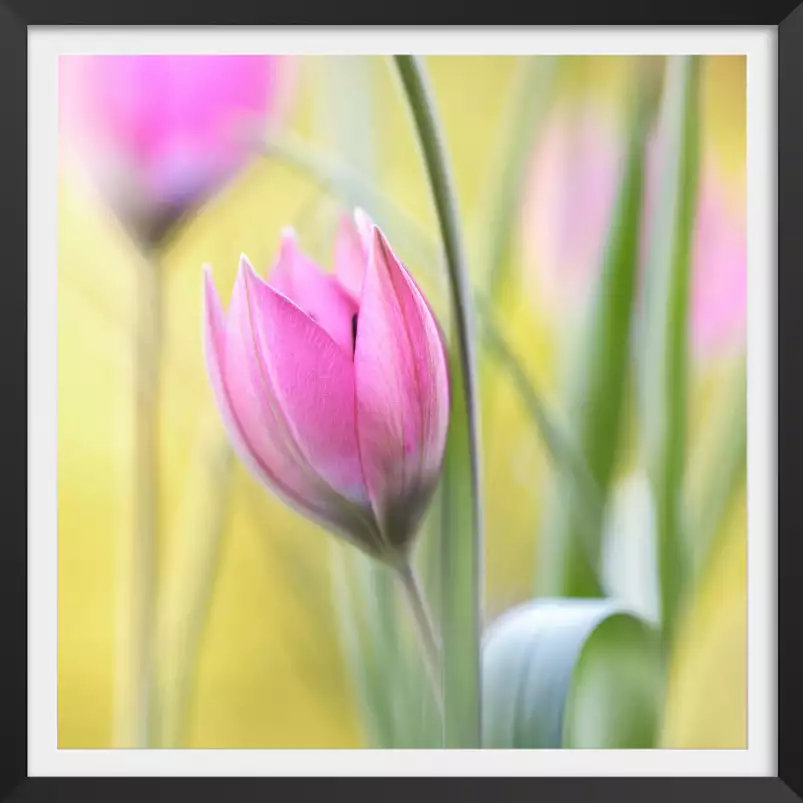 Tulipe et printemps - tableau de fleurs