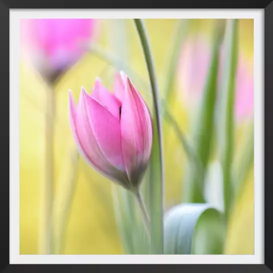 Tulipe et printemps - tableau de fleurs