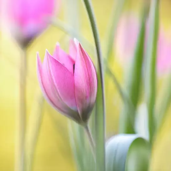 Tulipe et printemps - tableau de fleurs