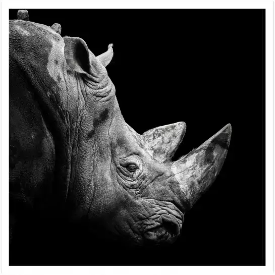 Corne de rhino - affiche animaux