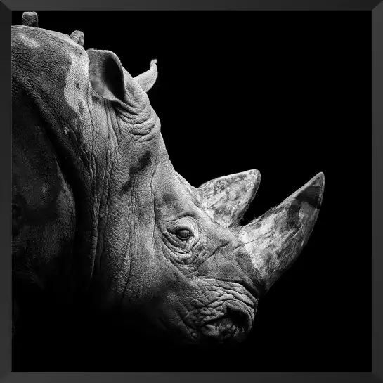 Corne de rhino - affiche animaux