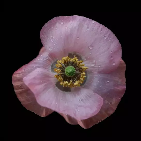Poppy - tableau de fleurs