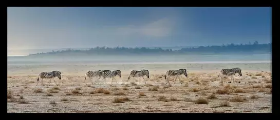 Zebre promenade - poster animaux