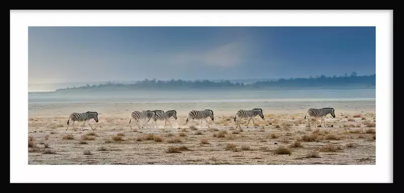 Zebre promenade - poster animaux