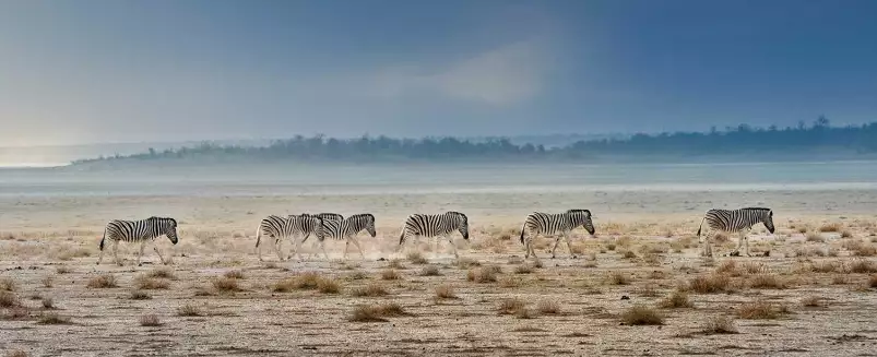 Zebre promenade - poster animaux