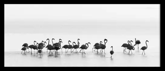 Flamingos black and white - photo oiseaux