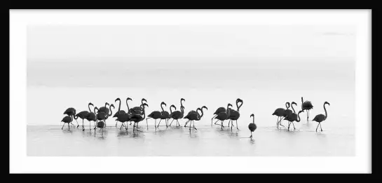 Flamingos black and white - photo oiseaux