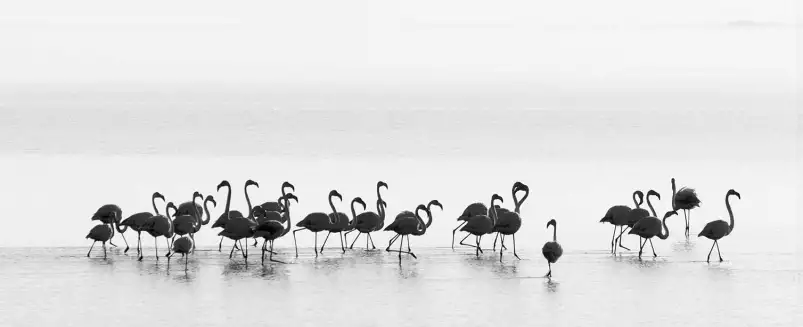 Flamingos black and white - photo oiseaux