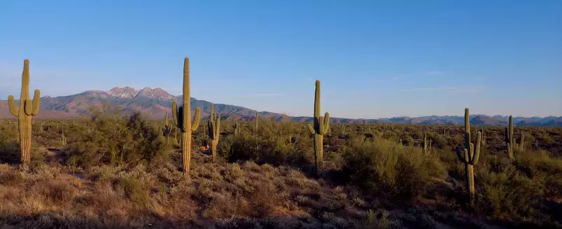 Fucky cactus - affiche cactus