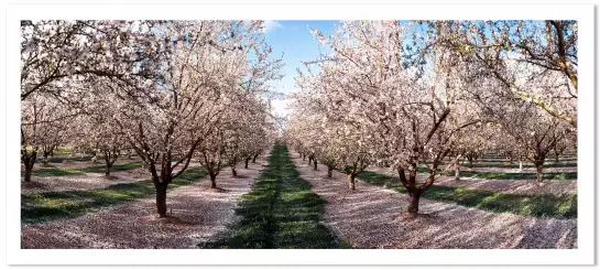 Cerisiers - tableau paysage nature