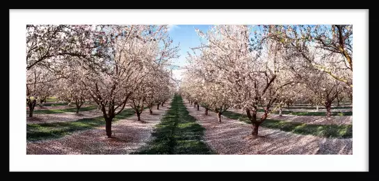 Cerisiers - tableau paysage nature