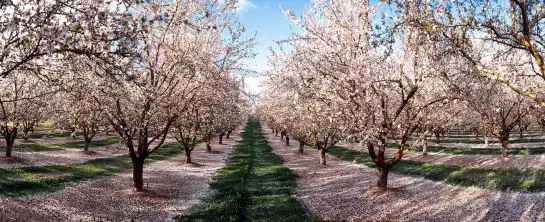 Cerisiers - tableau paysage nature