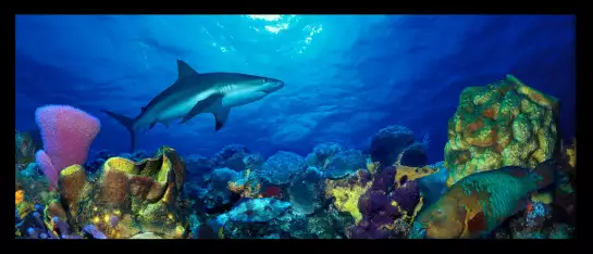 Requin et poisson perroquet - poster fond marin