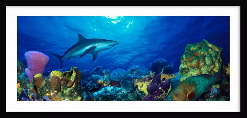 Requin et poisson perroquet - poster fond marin