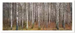 Forêt de Narke en Suède - paysage de foret