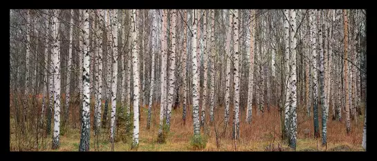 Forêt de Narke en Suède - paysage de foret