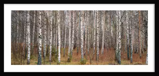 Forêt de Narke en Suède - paysage de foret