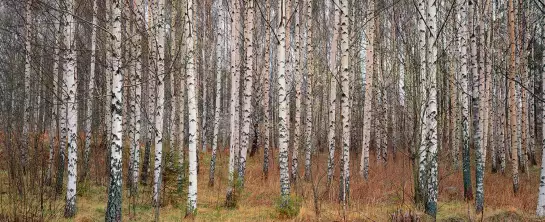 Forêt de Narke en Suède - paysage de foret
