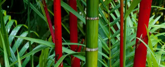Bambous à Hawaï