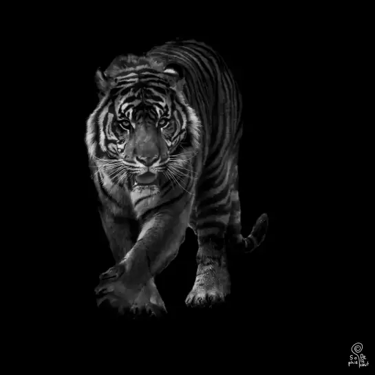 Tigre en approche - portrait animaux