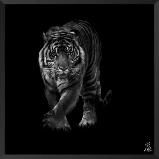 Tigre en approche - portrait animaux