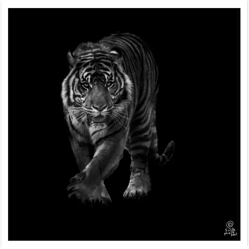 Tigre en approche - portrait animaux