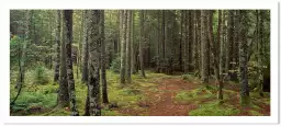 Lush forest en Acadie - paysage de foret