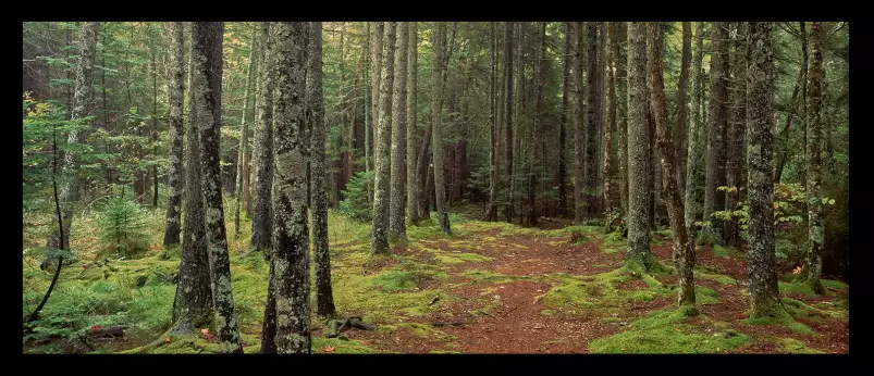 Lush forest en Acadie - paysage de foret