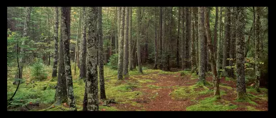 Lush forest en Acadie - paysage de foret