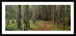 Lush forest en Acadie - paysage de foret