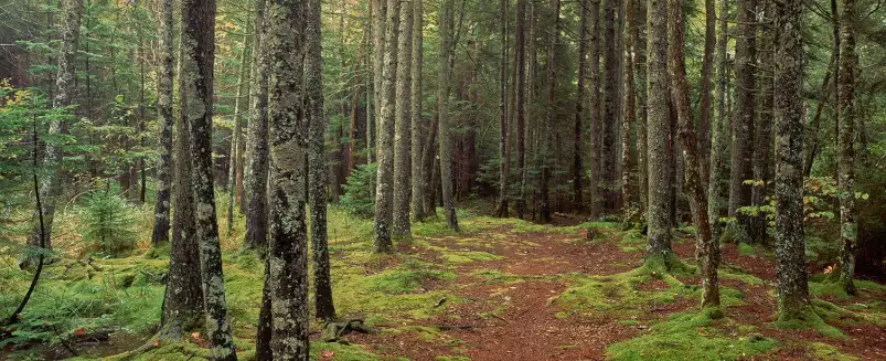 Lush forest en Acadie - paysage de foret