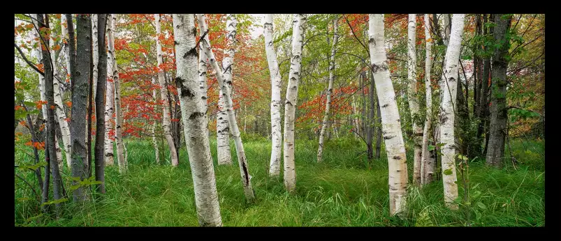 Parc national d'Acadia - paysage de foret