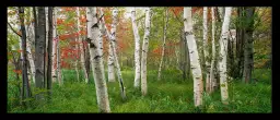 Parc national d'Acadia - paysage de foret