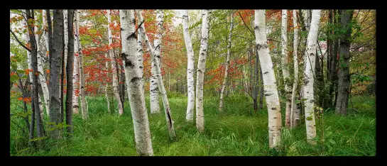 Parc national d'Acadia - paysage de foret