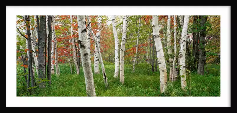 Parc national d'Acadia - paysage de foret