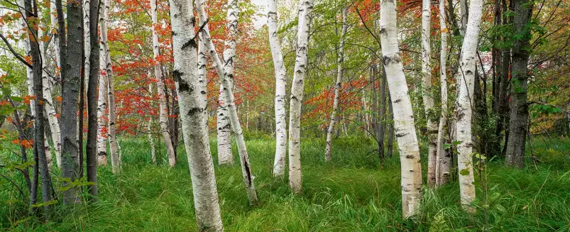 Parc national d'Acadia - paysage de foret