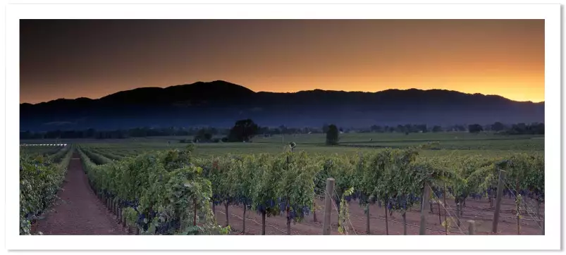 Napa Valley en Californie - affiche nature