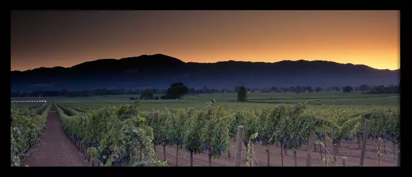 Napa Valley en Californie - affiche nature