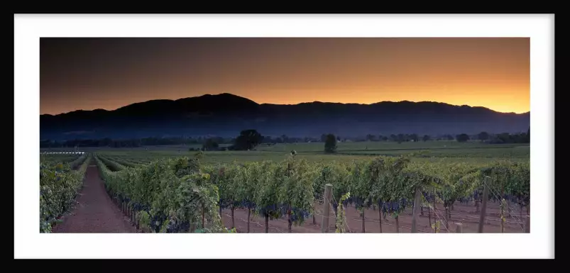 Napa Valley en Californie - affiche nature