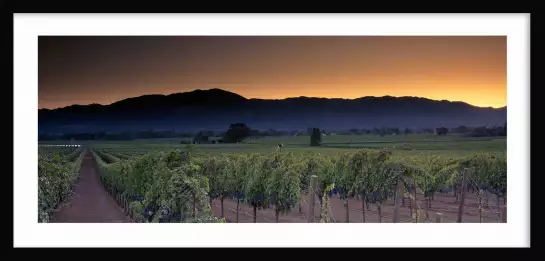 Napa Valley en Californie - affiche nature