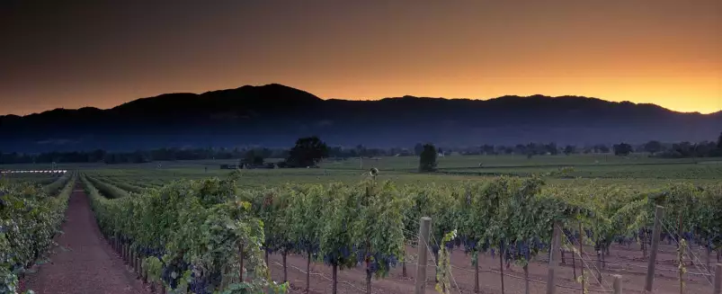 Napa Valley en Californie - affiche nature