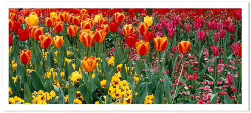 Tulipes london - tableau fleurs