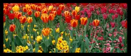 Tulipes london - tableau fleurs