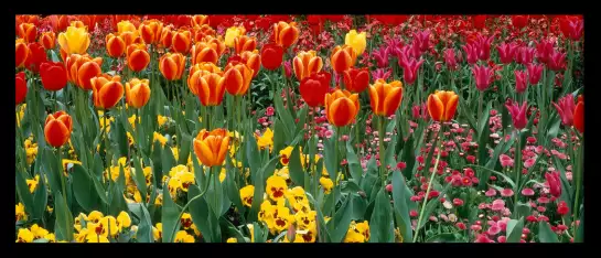 Tulipes london - tableau fleurs