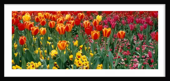 Tulipes london - tableau fleurs