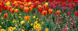 Tulipes london - tableau fleurs