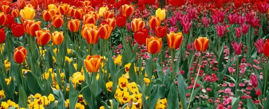 Tulipes london - tableau fleurs