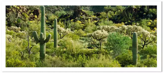 Desert Sonoran - affiche cactus